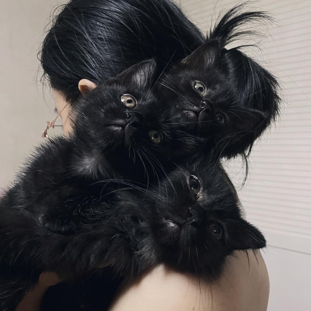 三只小驴_🐈‍⬛