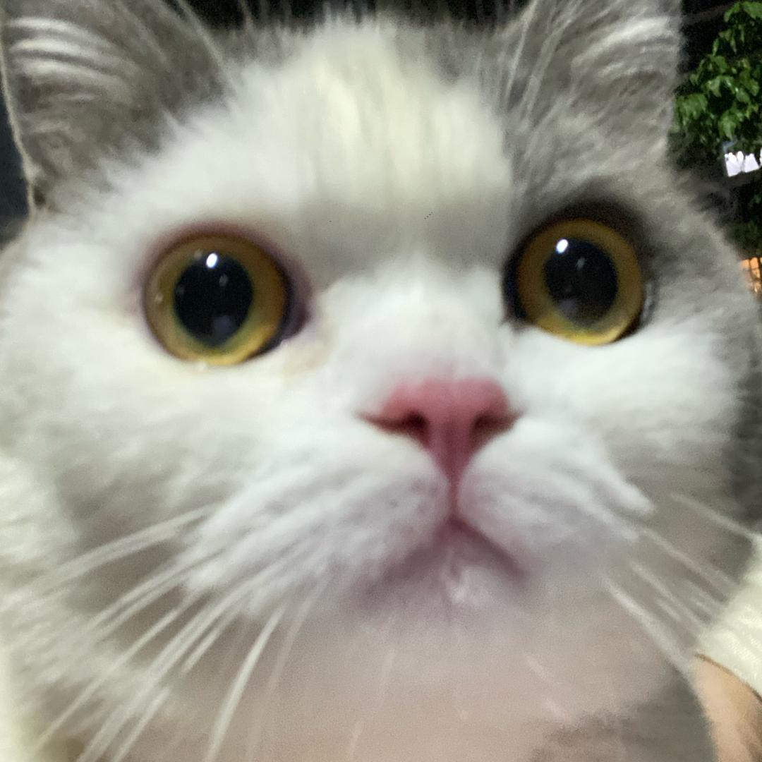 梁粉是只蓝白cat