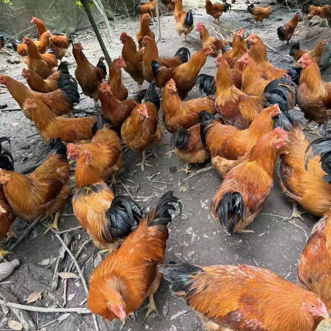 永哥卖续养鸡（免费送货上门）