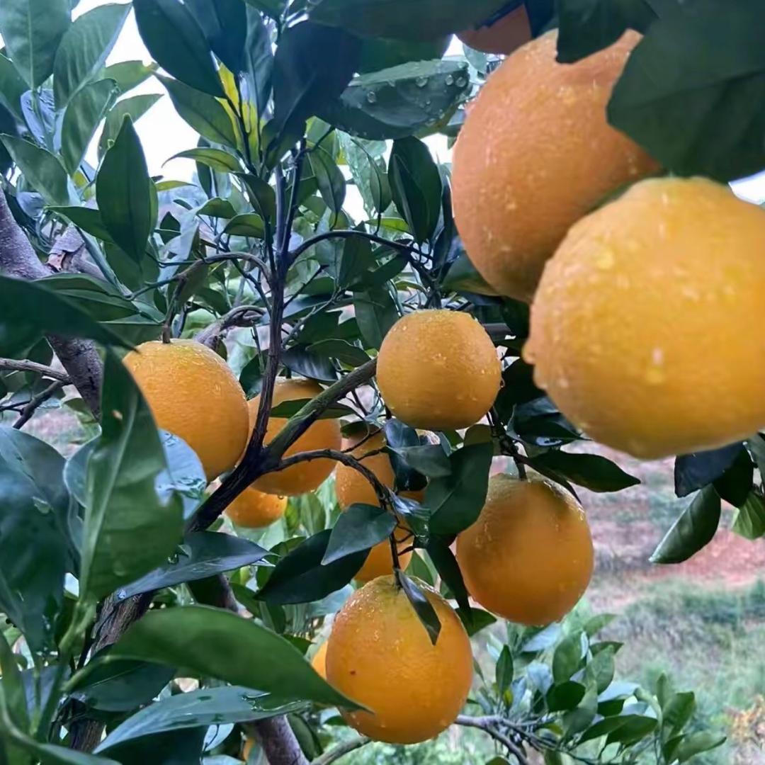 美实水果明日达