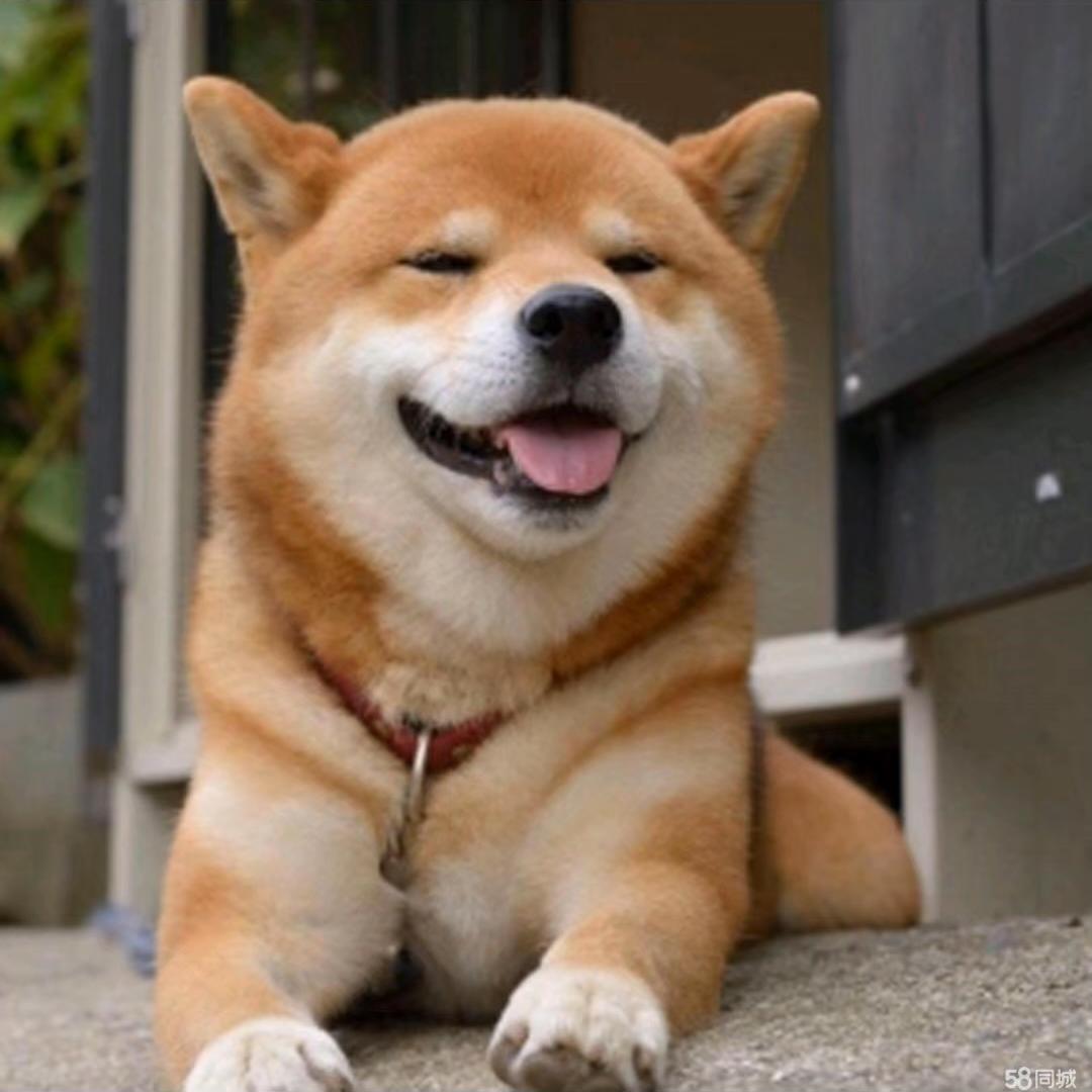 爱之宝宠物