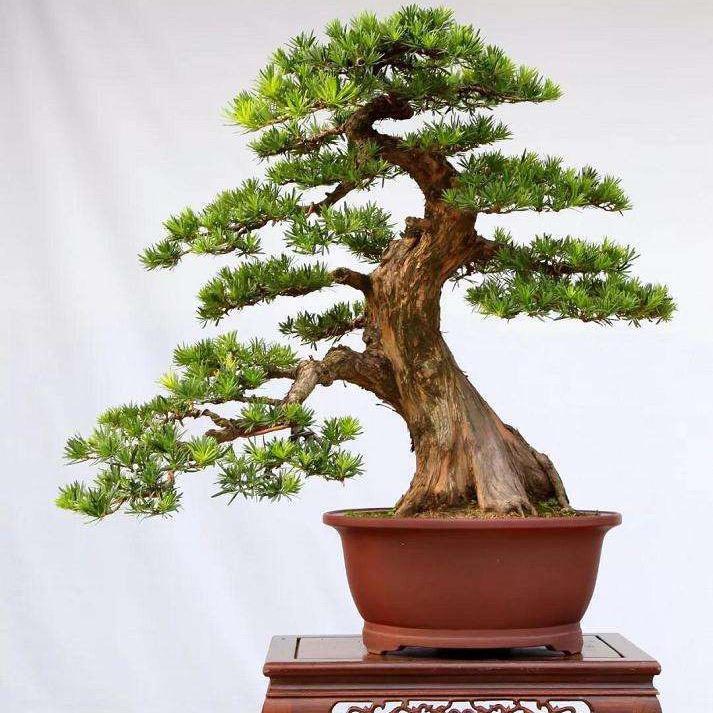 易发园艺～阿俊