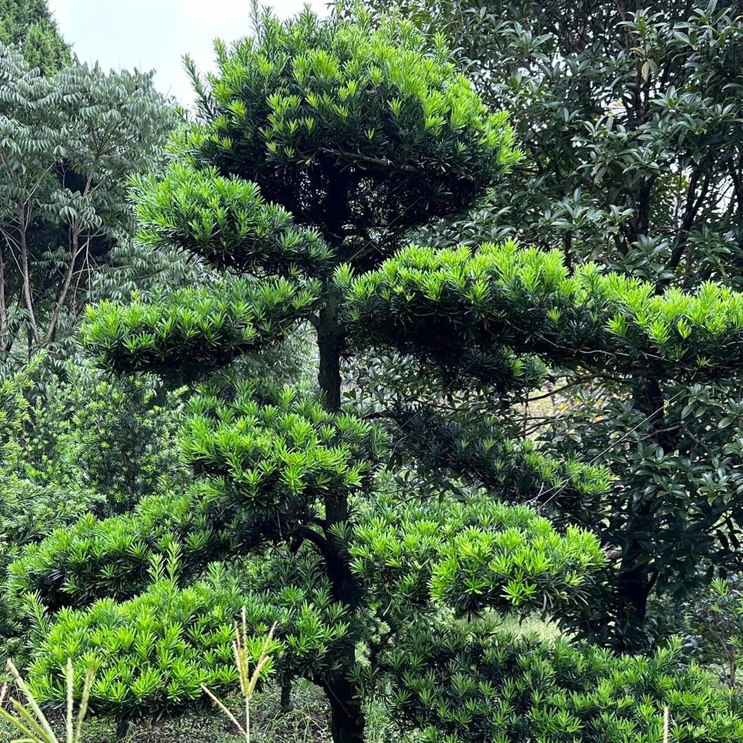 天行园艺