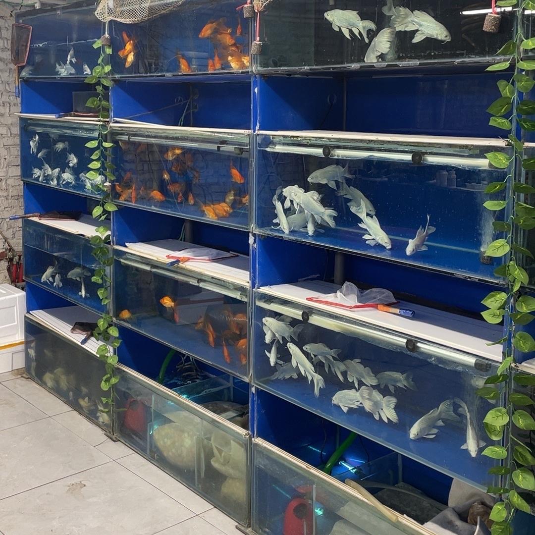 玩鱼我是刘老板