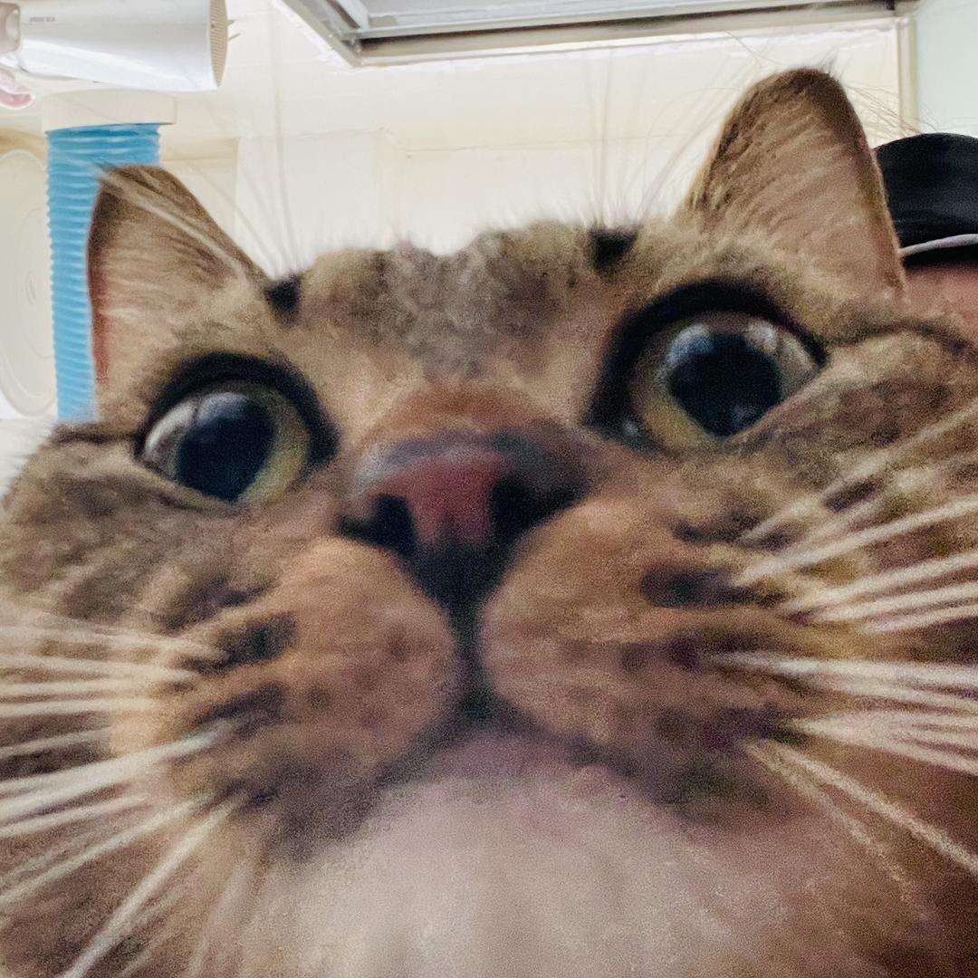 我是一只猪