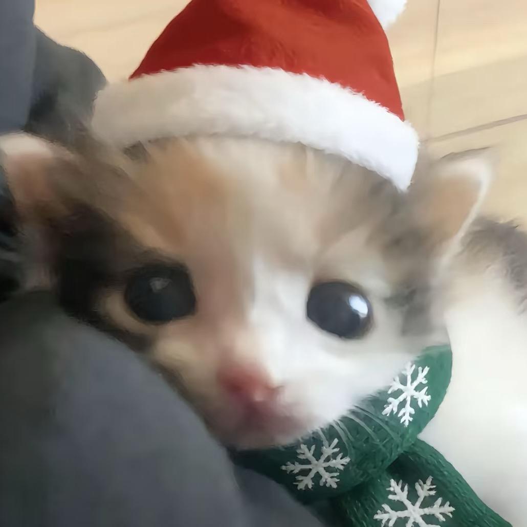 🐾白榆🐾➡️福瑞八奇物志