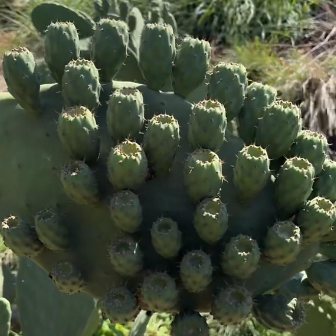 临沂仙人掌老六