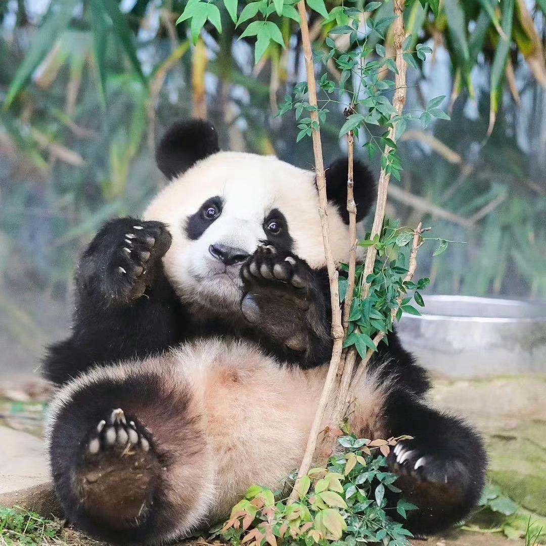 懵萌财阀三千金