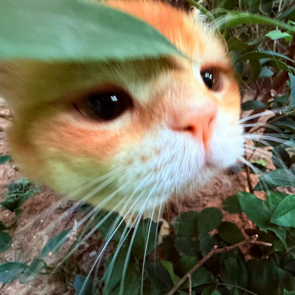 吃了两条咸鱼