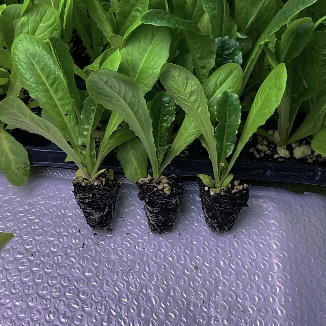 月亮种苗生活坊