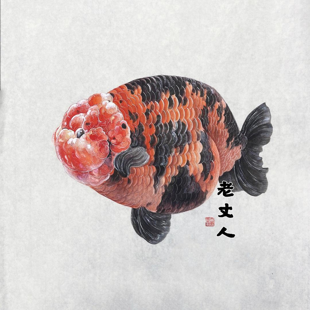 老丈人兰寿观赏鱼