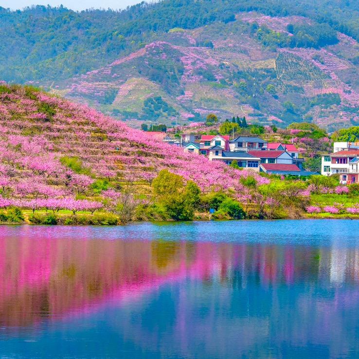 阿月浑子