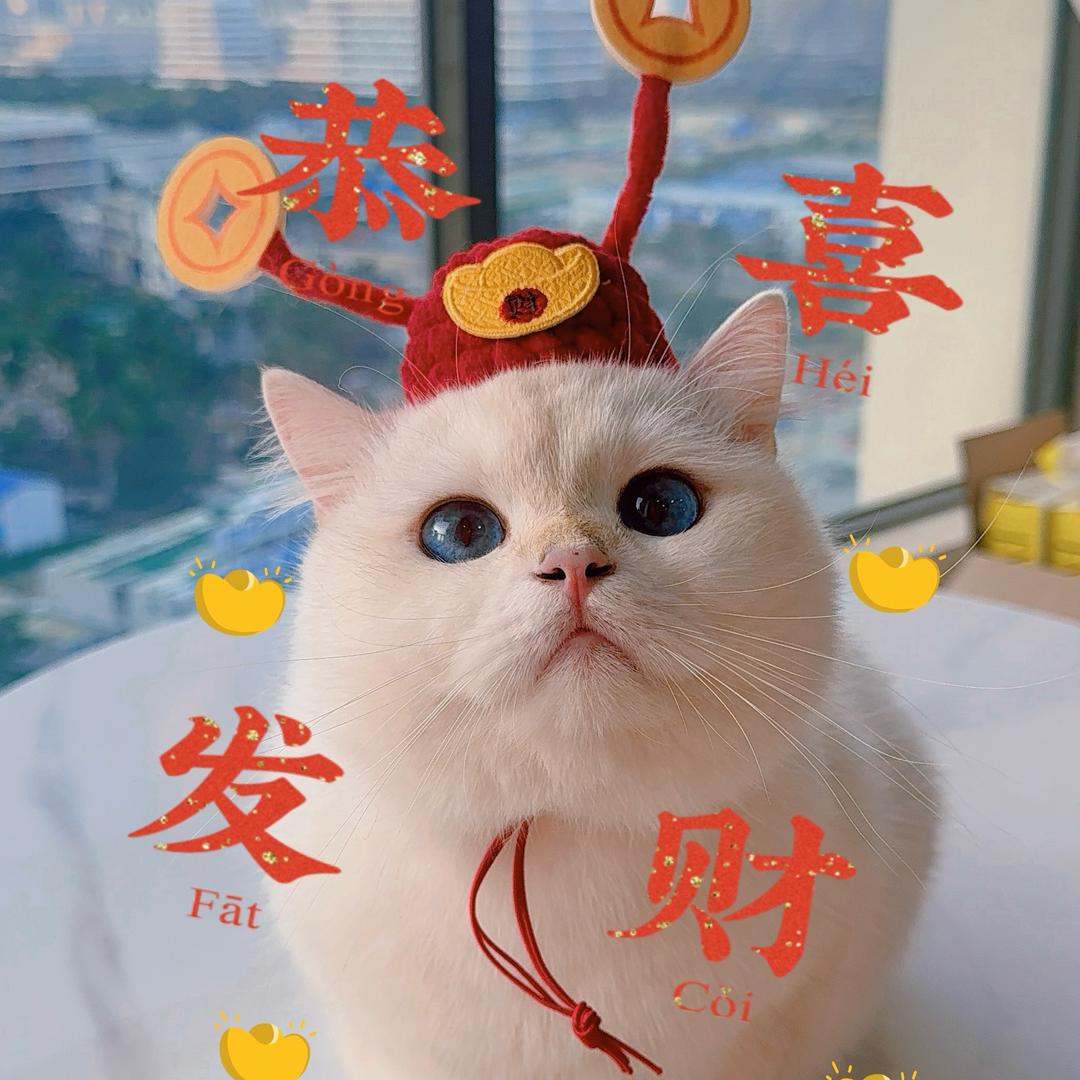 小阿孟的丢丢