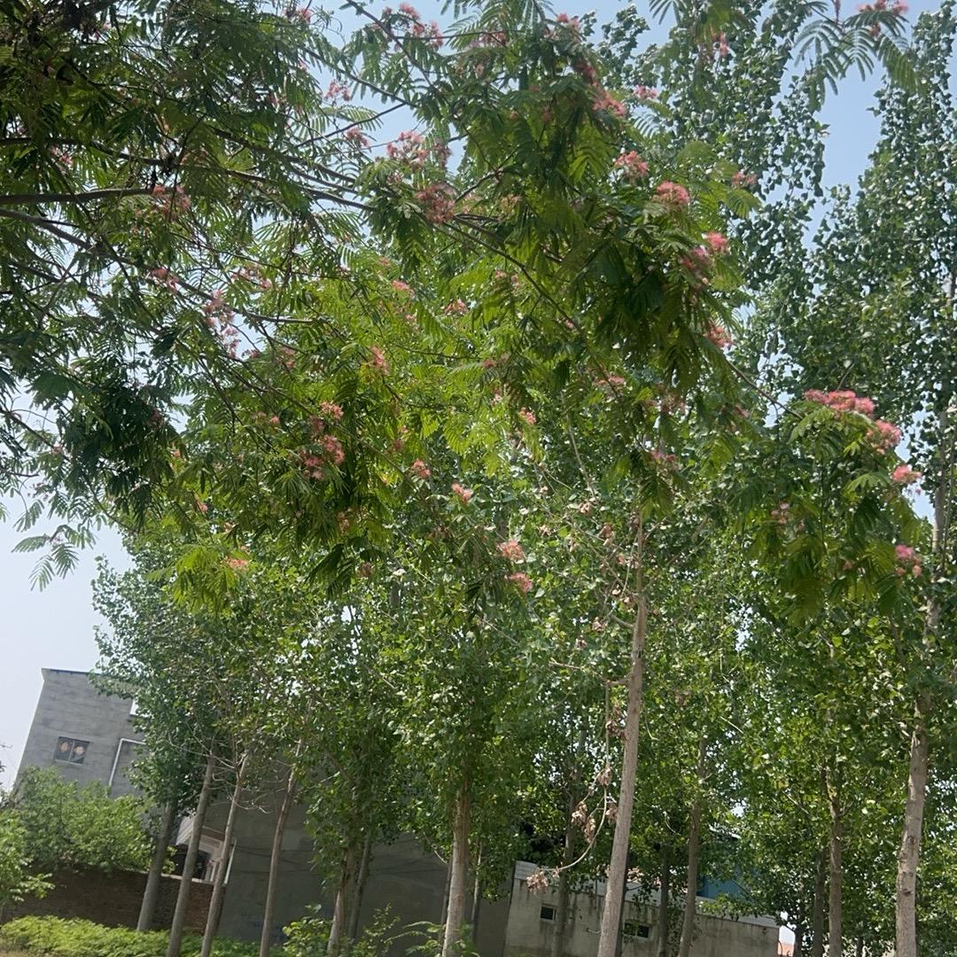 六表弟    三首歌