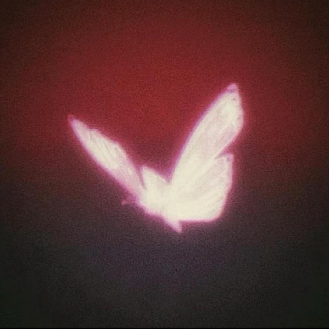 午夜玫瑰