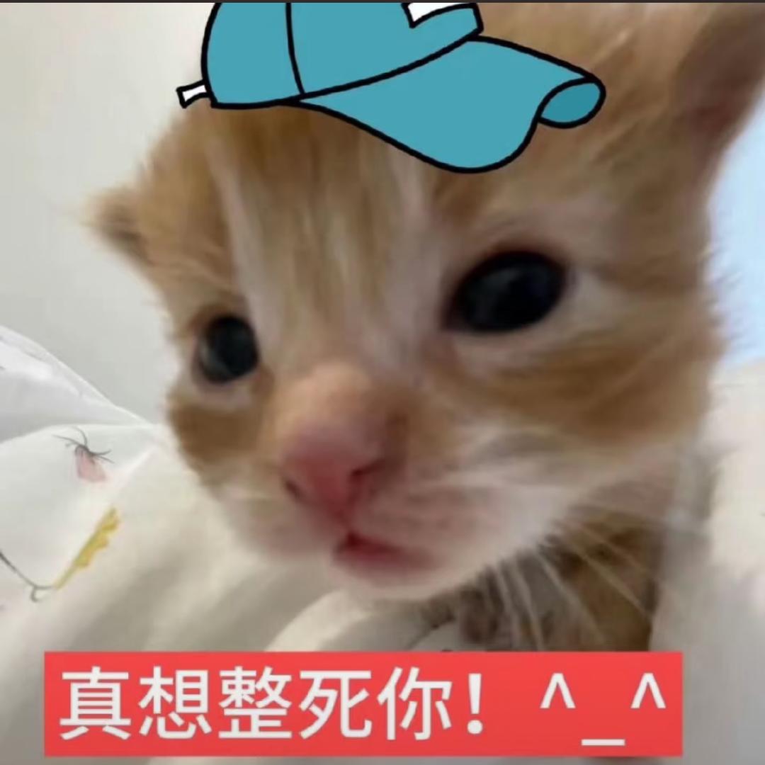 喵喵大王^