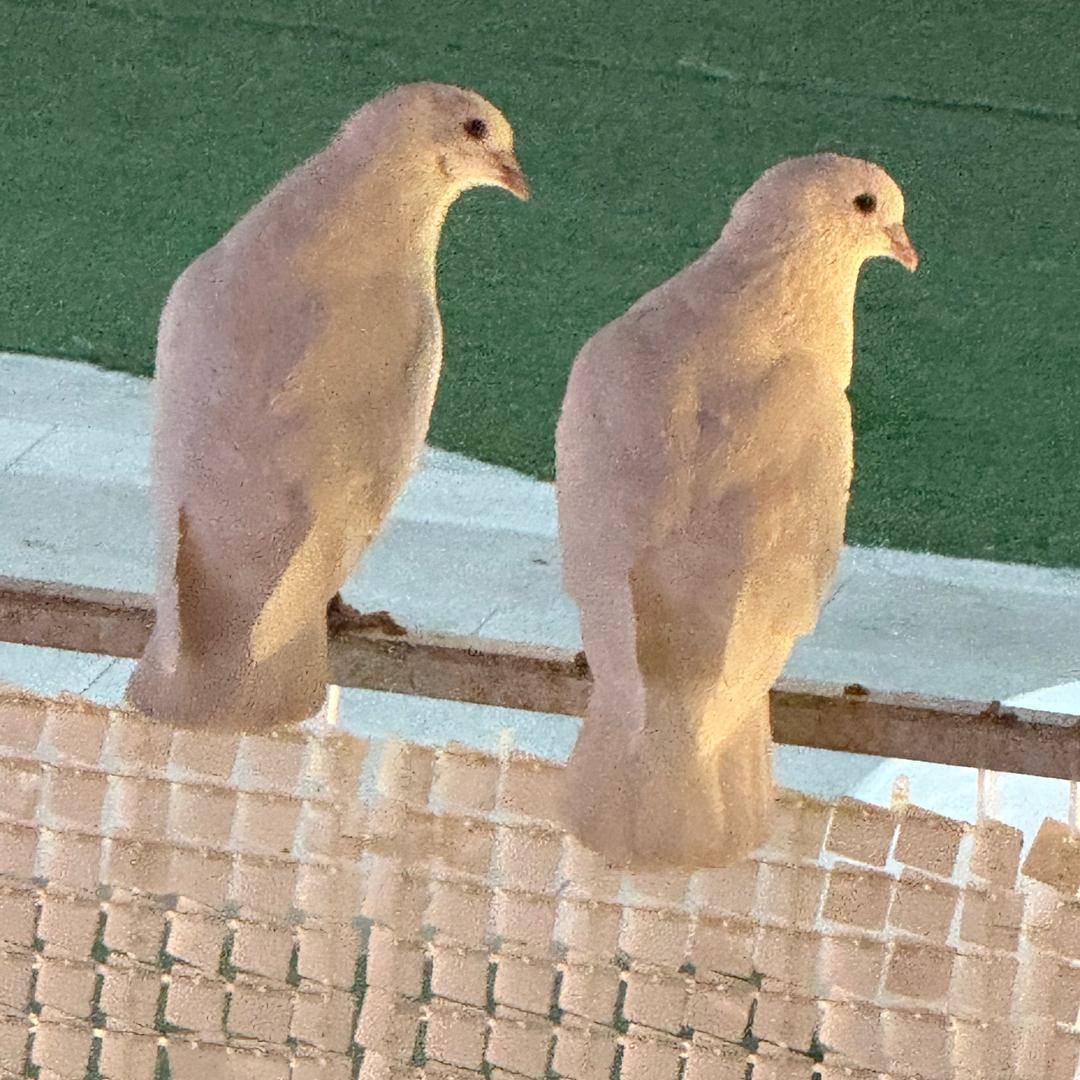 懒惰车干（三角洲跑刀版）