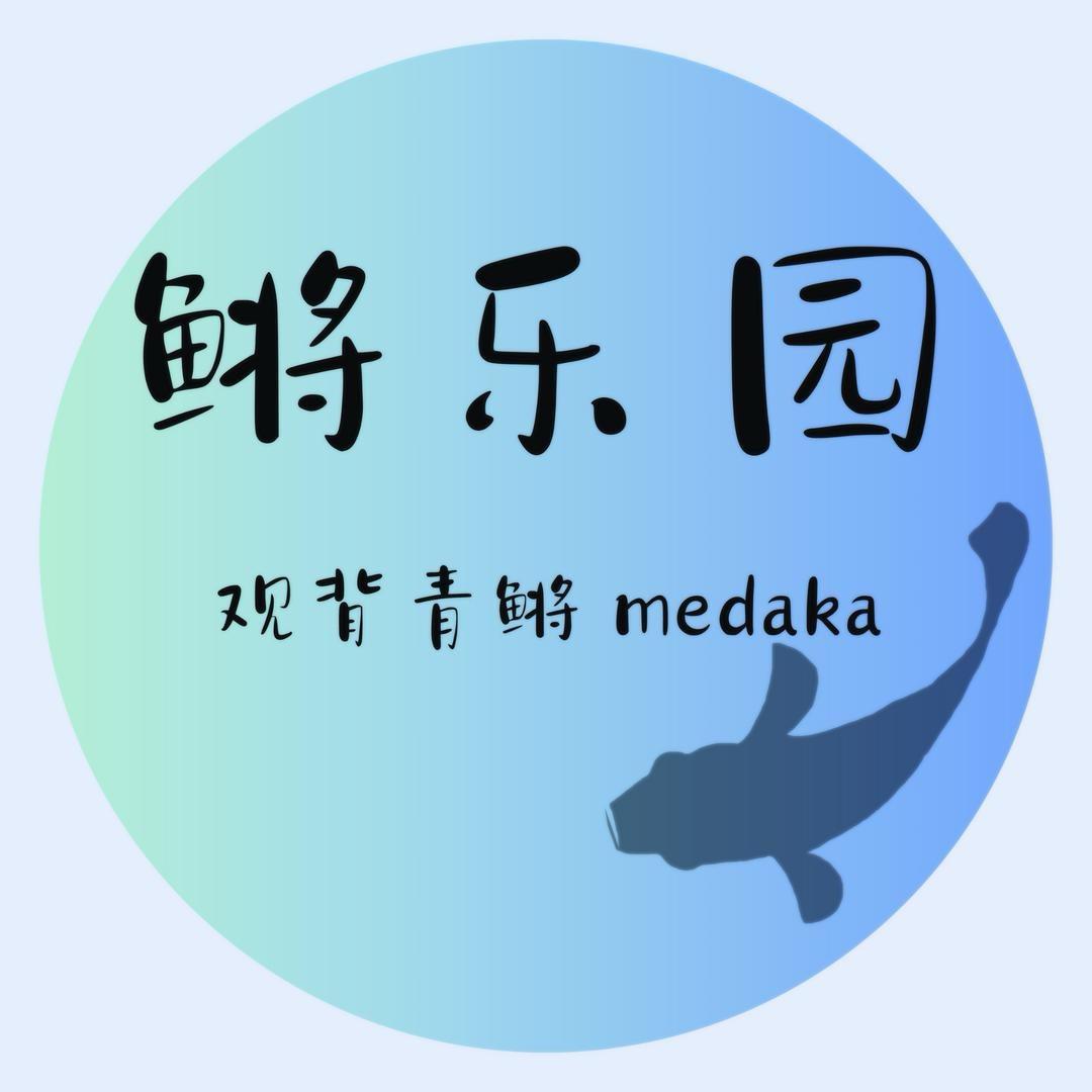 鳉乐园观背青鳉