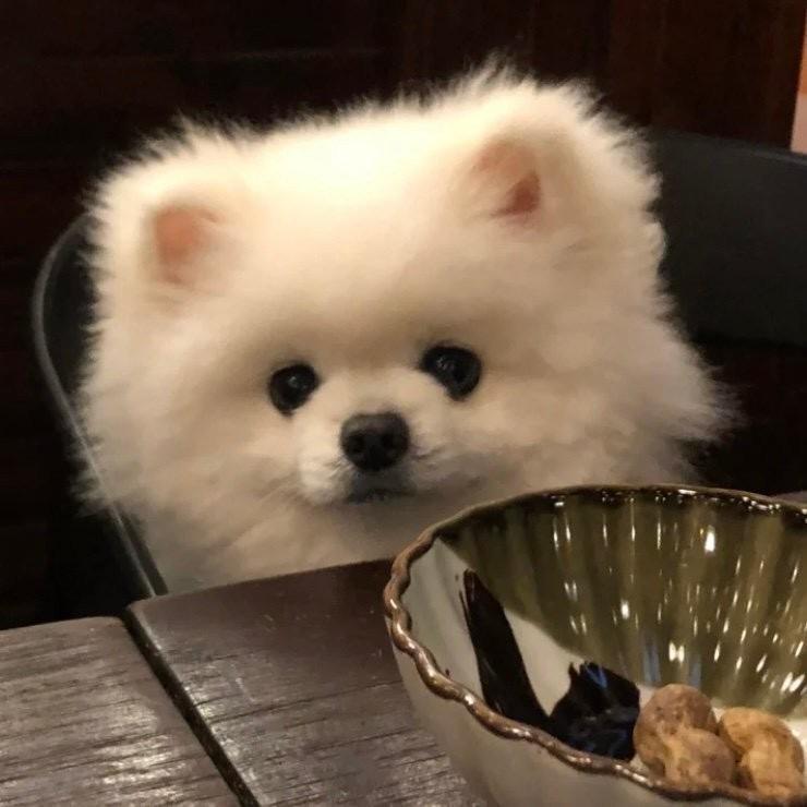 橙子皮