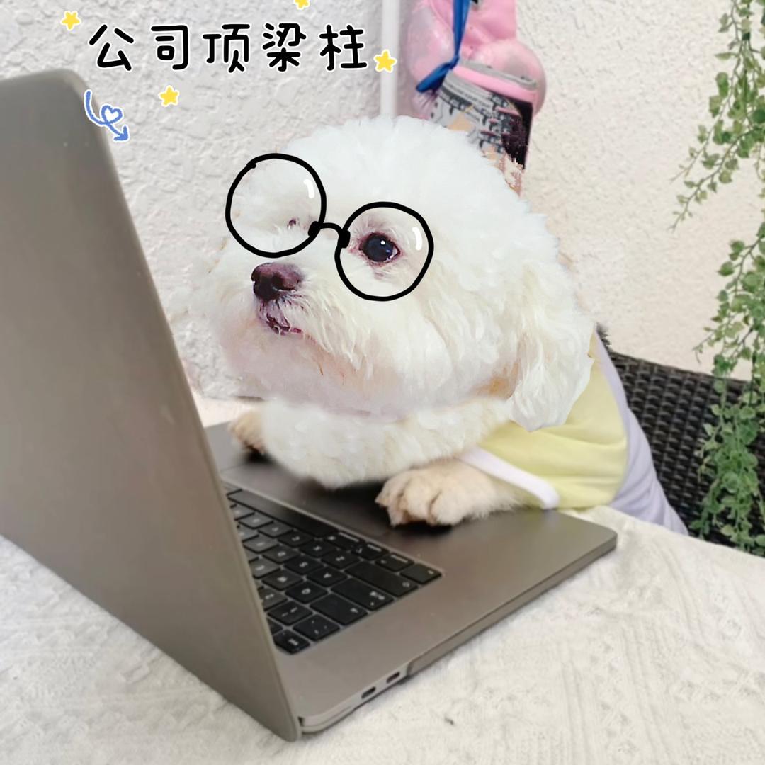 胖嘟嘟的竖琴