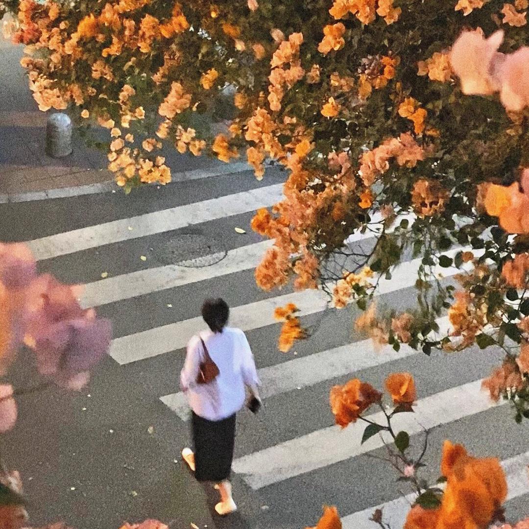 公主花卉