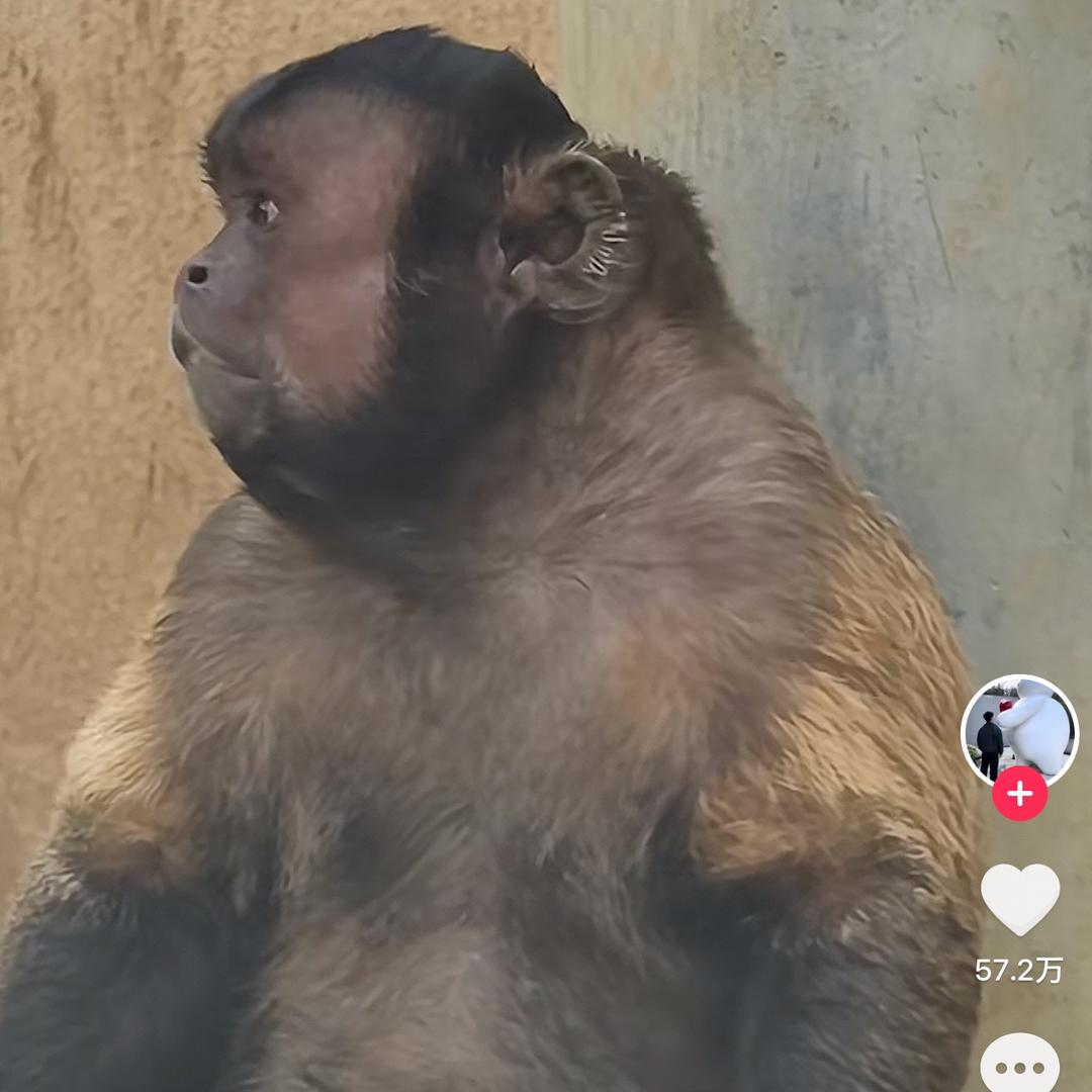 猴子的快乐生活