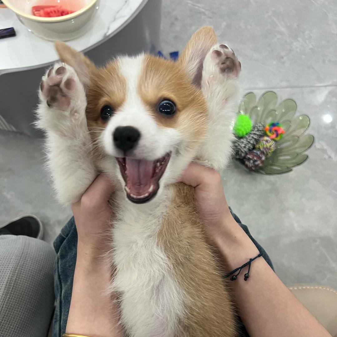 李先生玩具