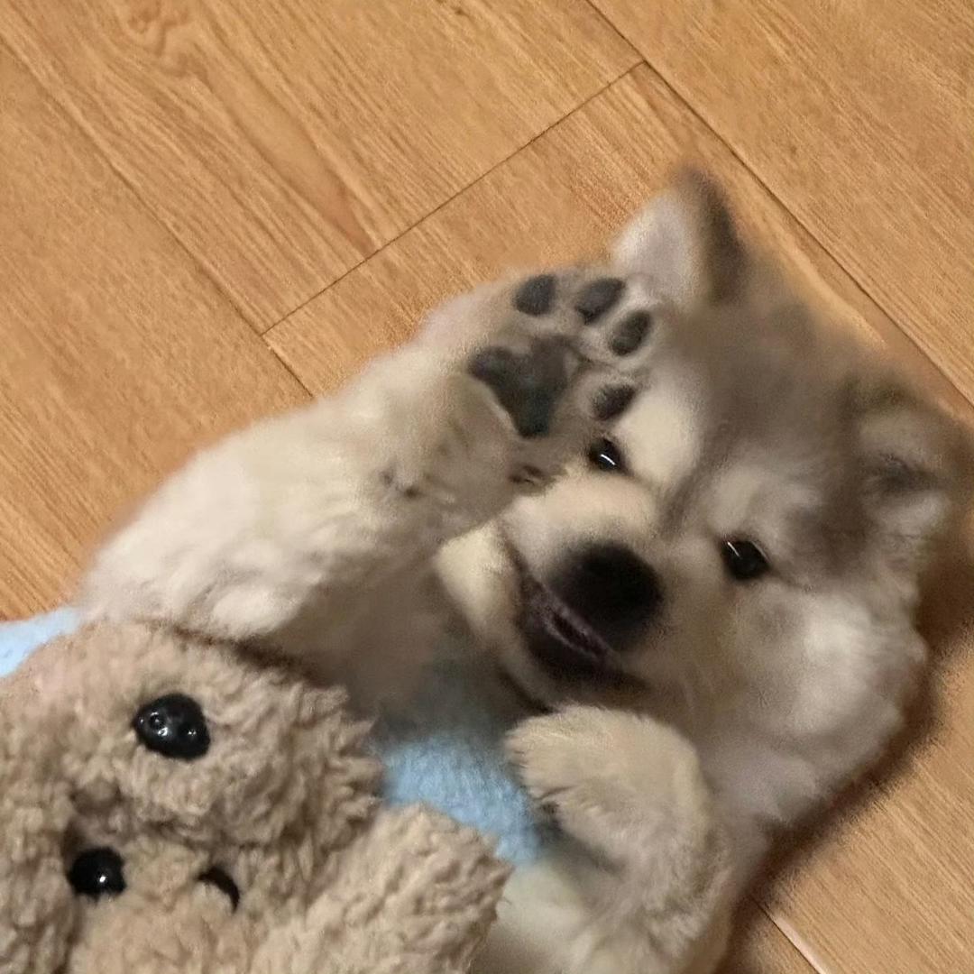 毛毛