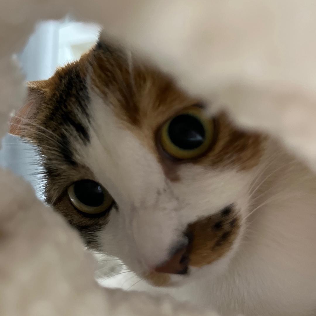 酸辣白菜