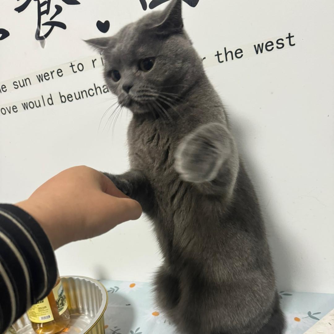 不能吃的汤圆