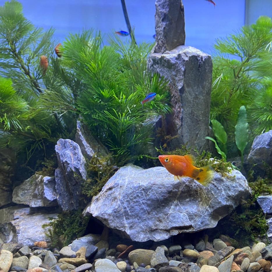 開心水族馆