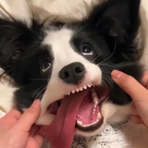 包是好人的