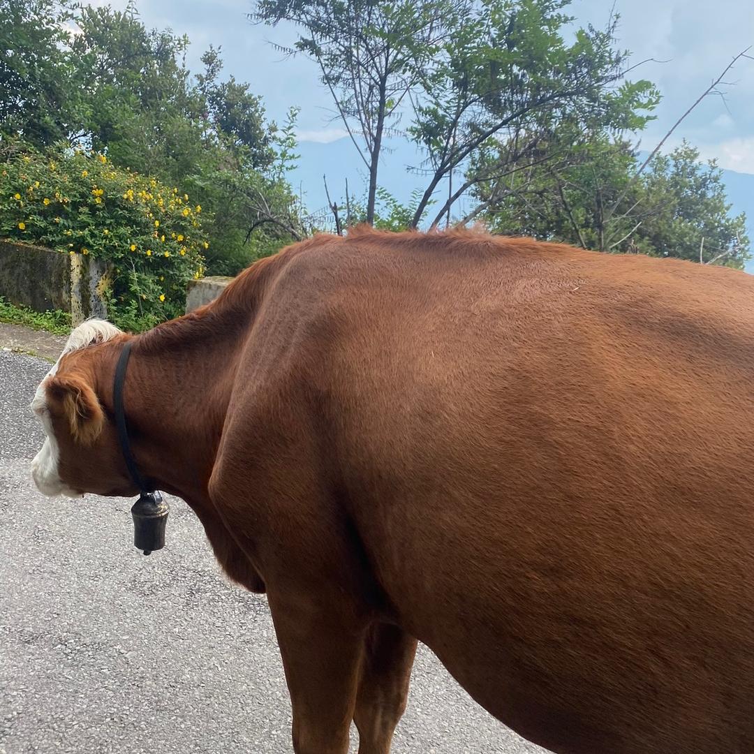 菊池·KIKUCHI宠粉号