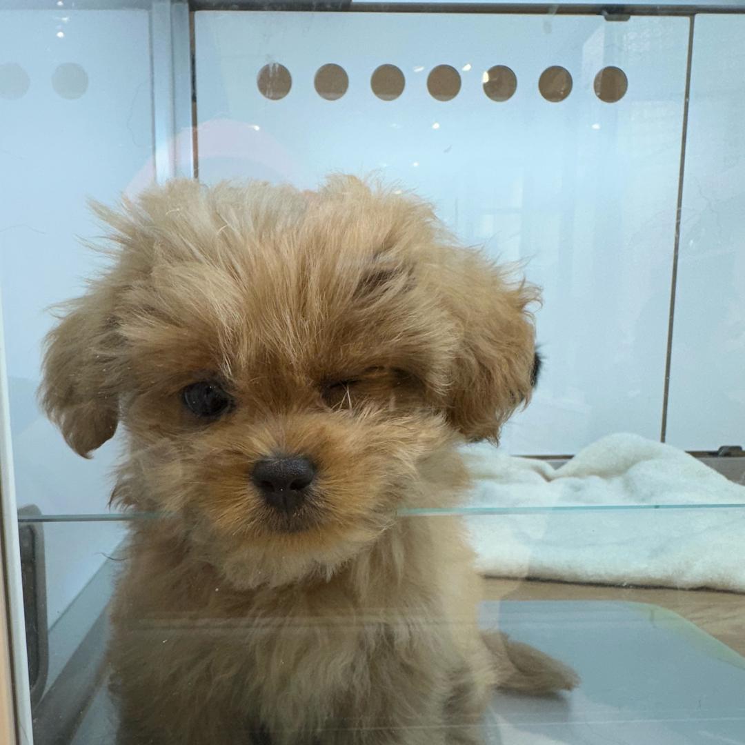 小小