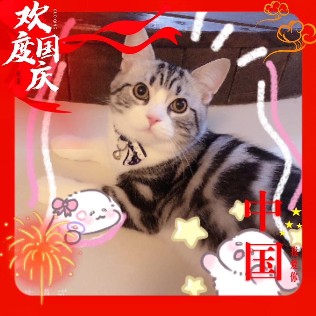 灵狐如风