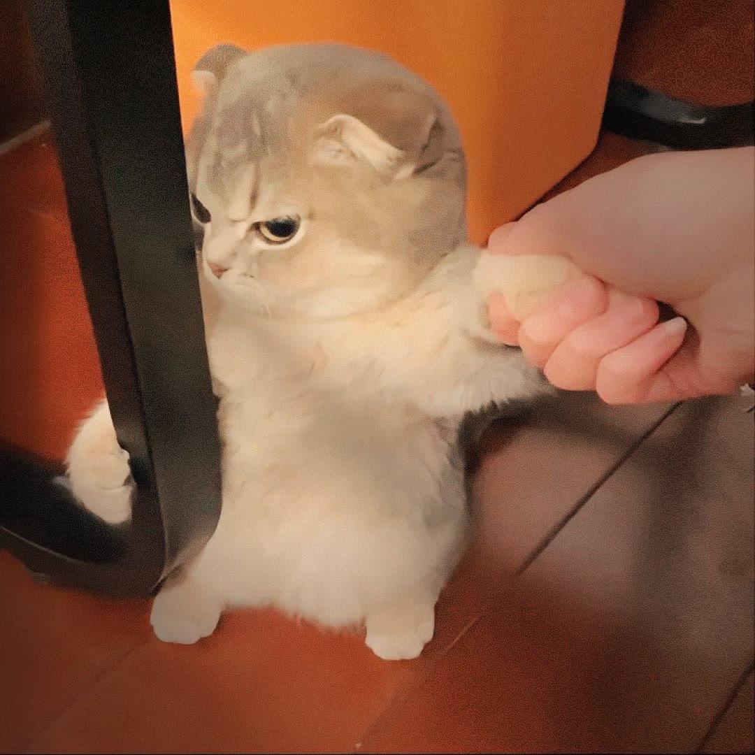弹幕互动小鱼