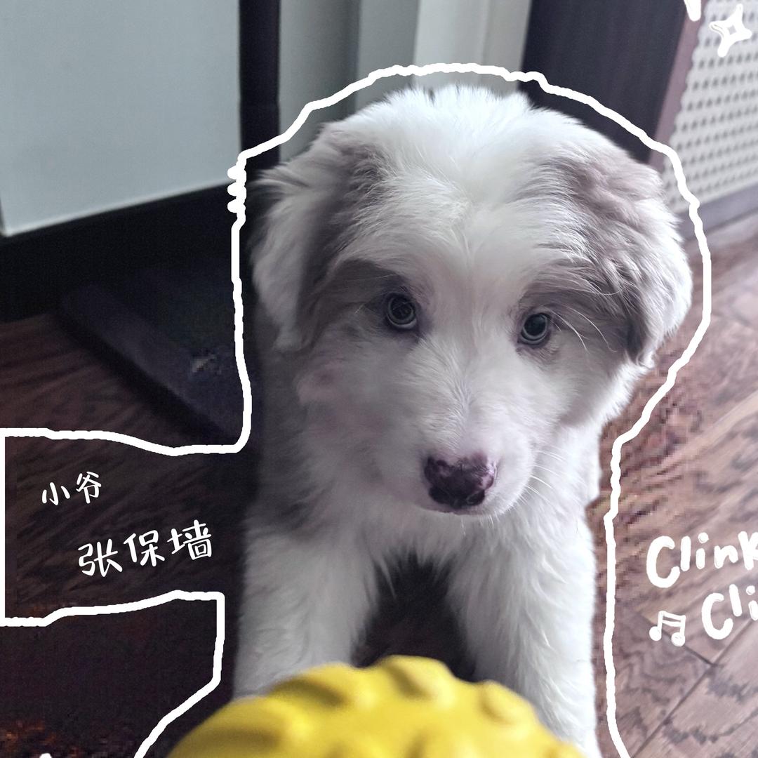 小爷张保墙