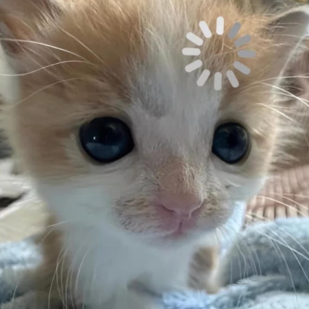 真离谱🍟（见过莎莎）