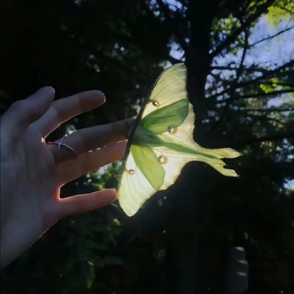 夜子飞🍃