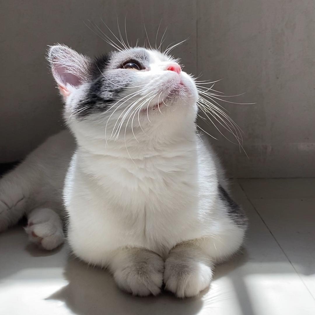 多宝是矮脚呀@抖音