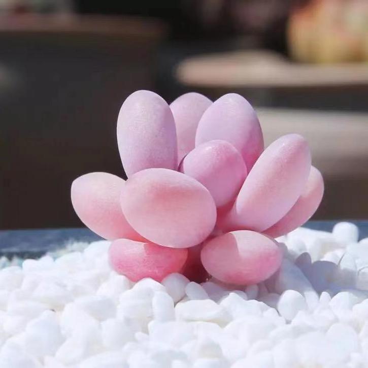 宝贝多肉花卉