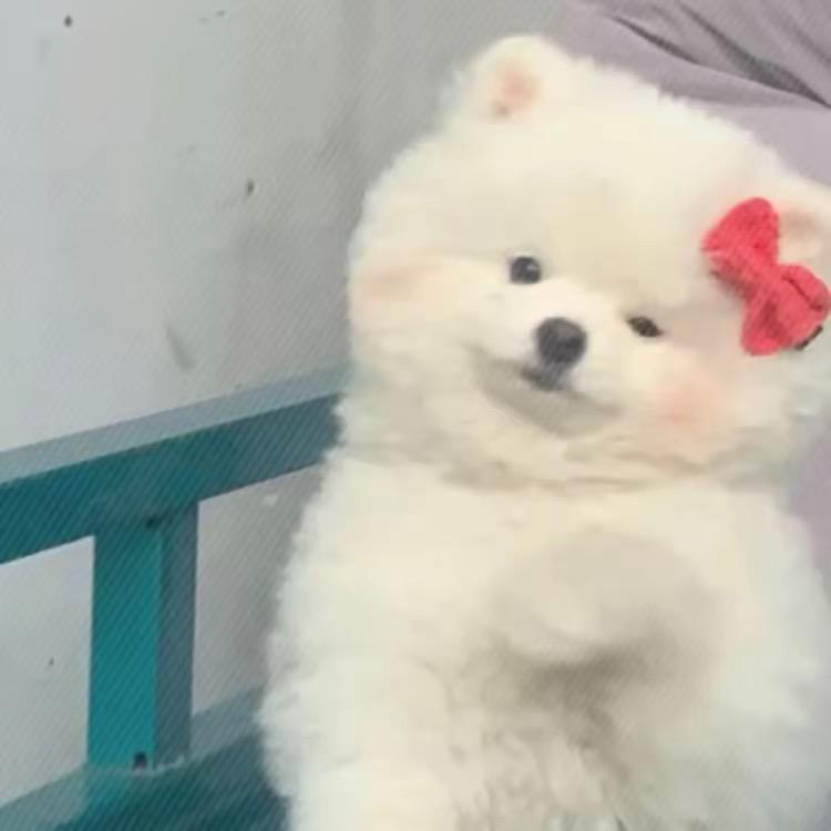 帥童