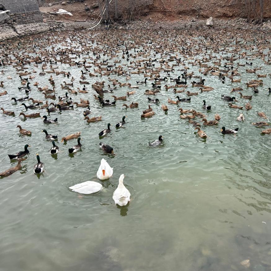 洛阳   🦆🦆🥚 🥚🥚🥚