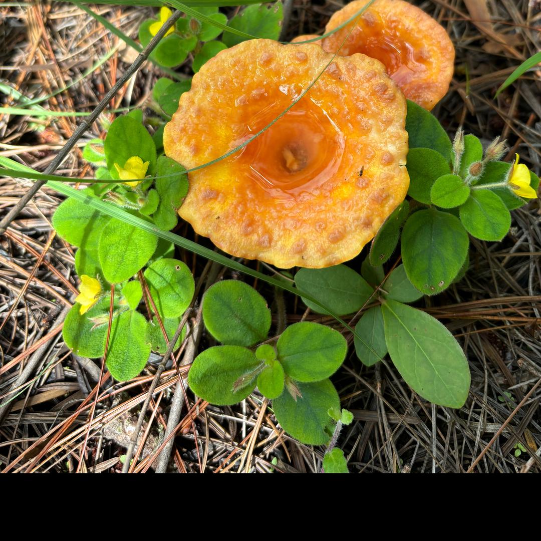 菌🍄子公主👸🏻