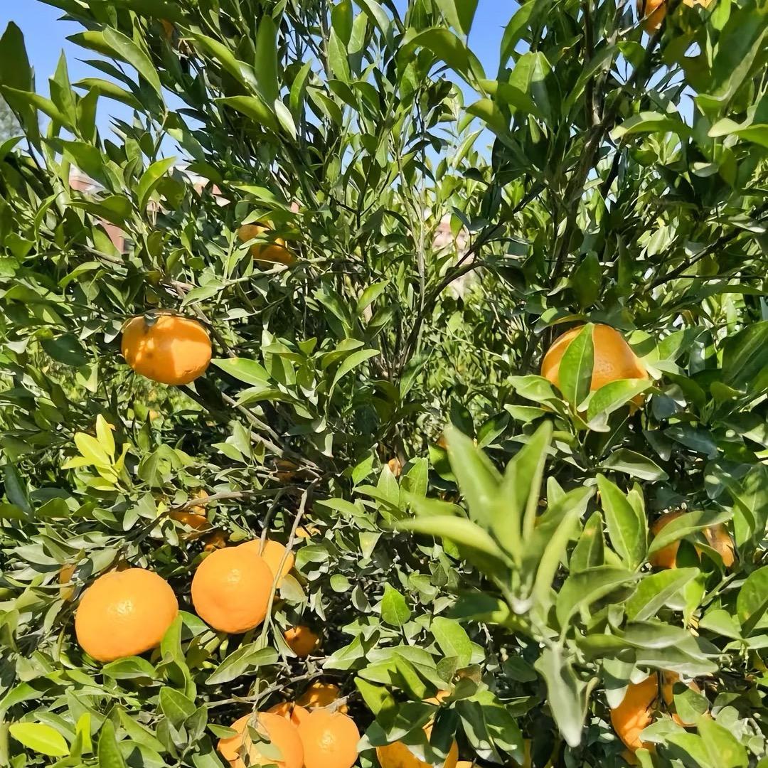新会陈皮陈者久良