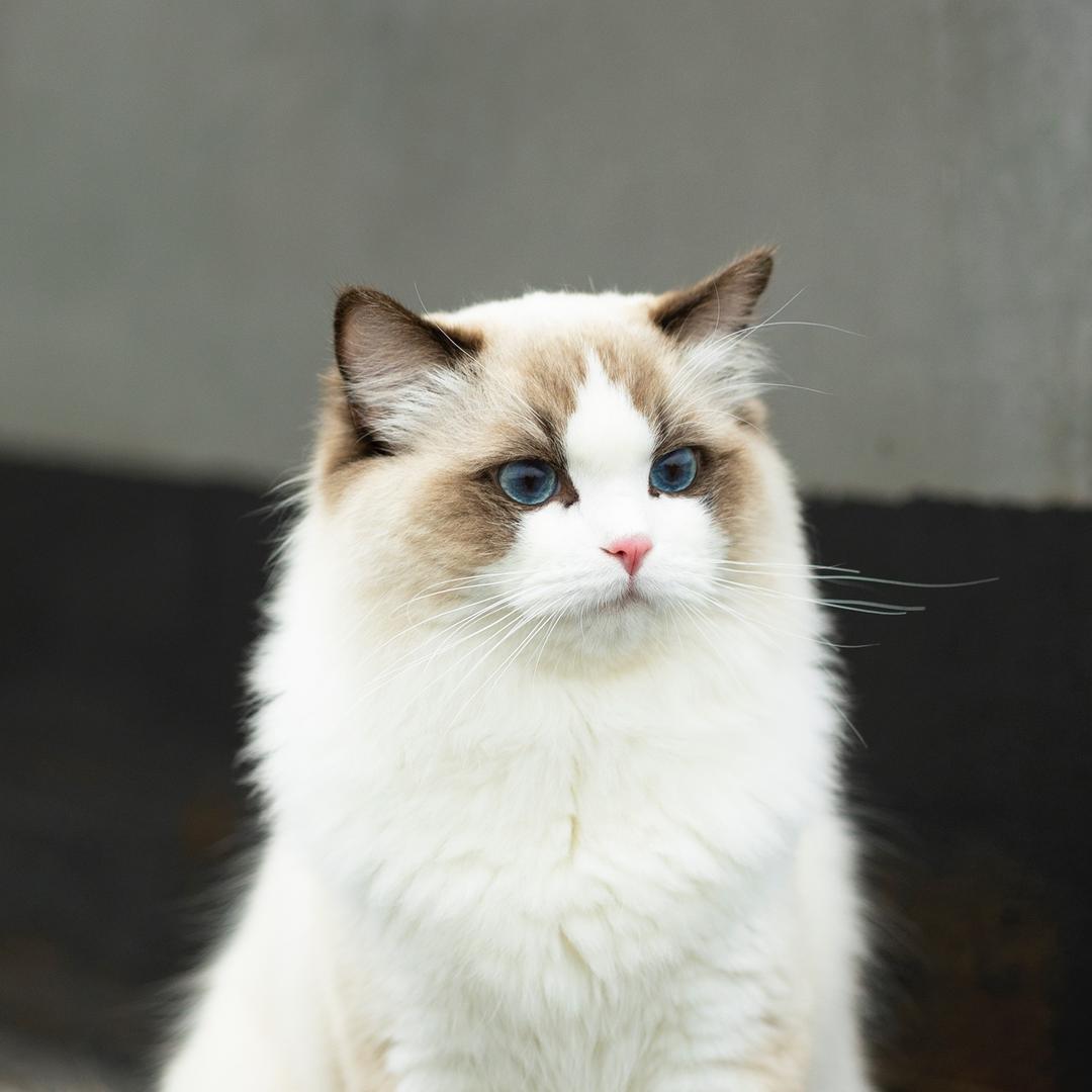 猫咪课代表