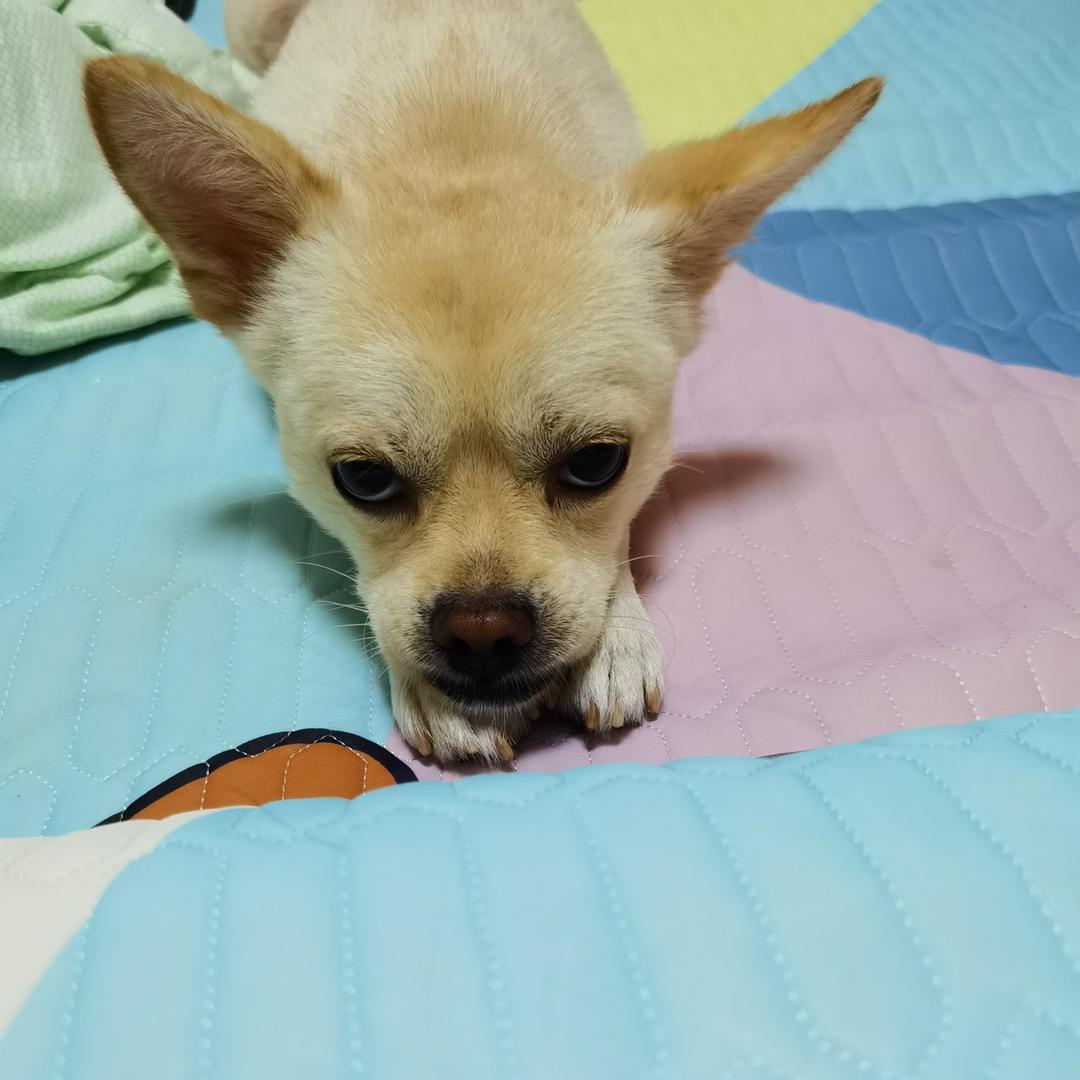 学生是蛆头像