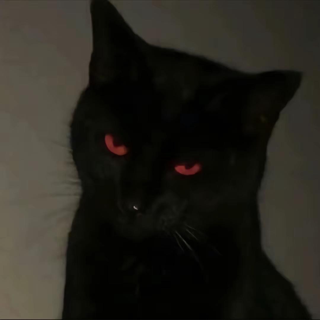 我想养猫