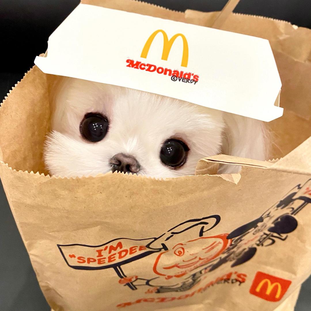 胖胖熊