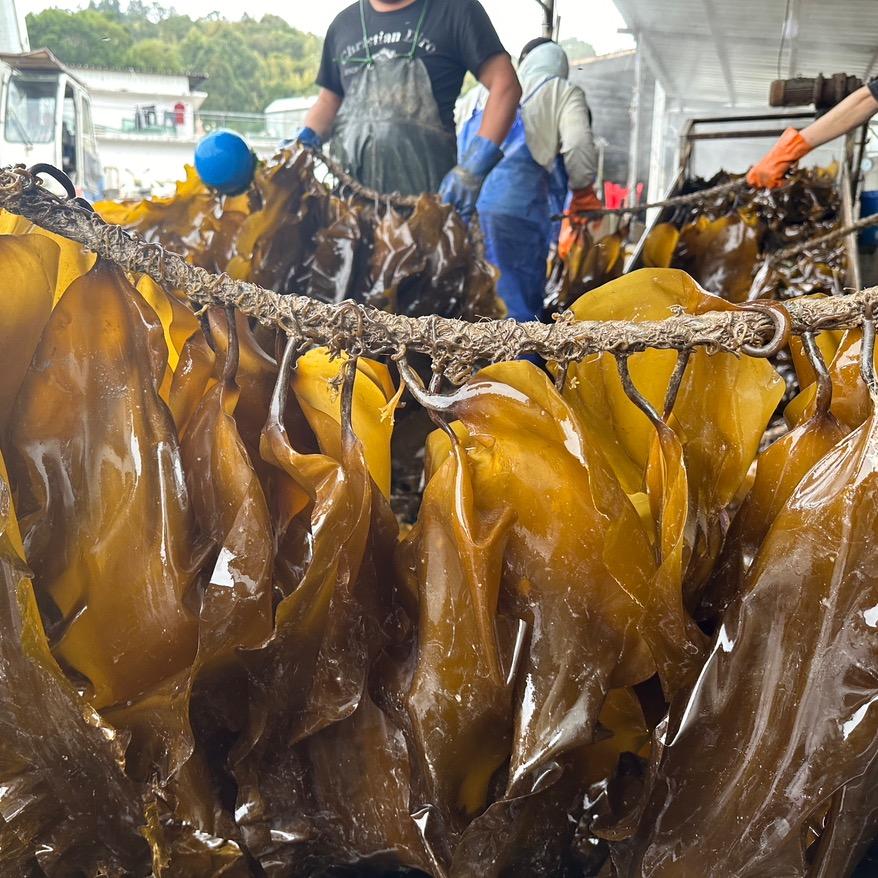 霞浦海带工厂